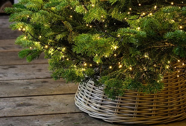 Abies Nordmann in pot