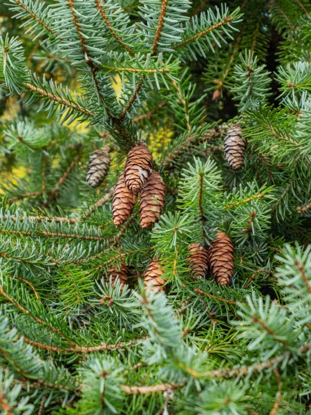 Picea Omorika in pot