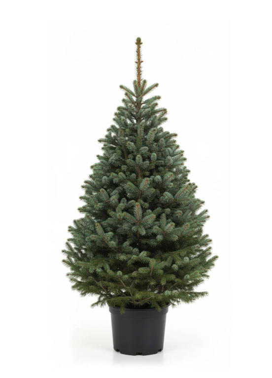 Picea Omorika in pot