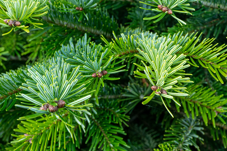 Abies Nordmann gezaagd