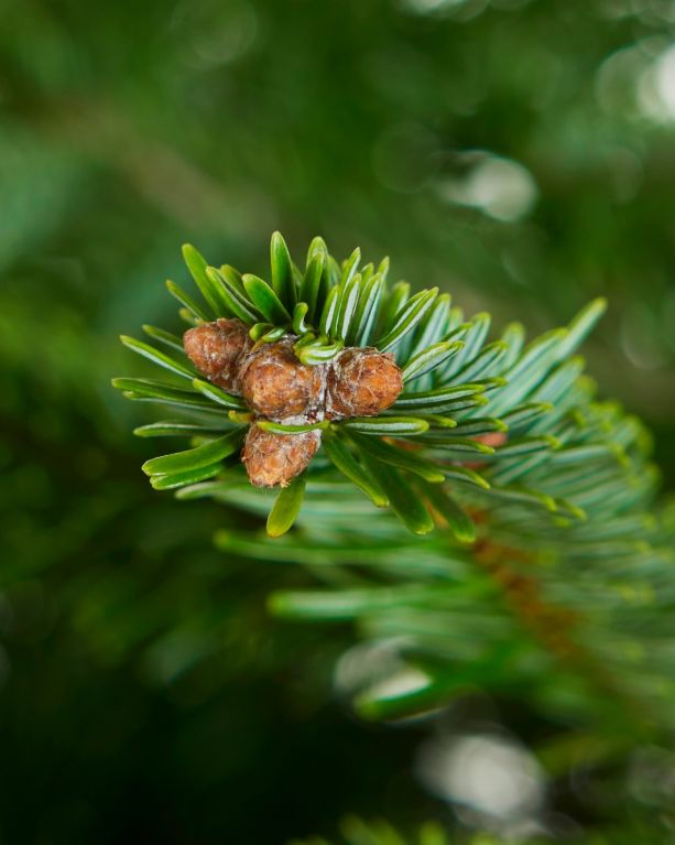 Abies Nordmann in pot