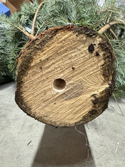 Abies Nordmann gezaagd