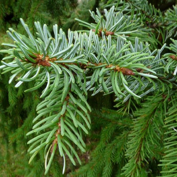 Picea Omorika in pot